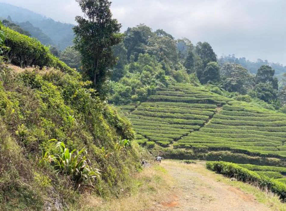 Palembang: Mount Dempo Trekking 4D3N