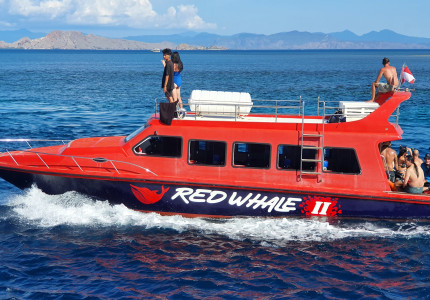 From Labuan Bajo: Komodo One Day Tour