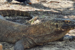 From Labuan Bajo: Komodo One Day Tour