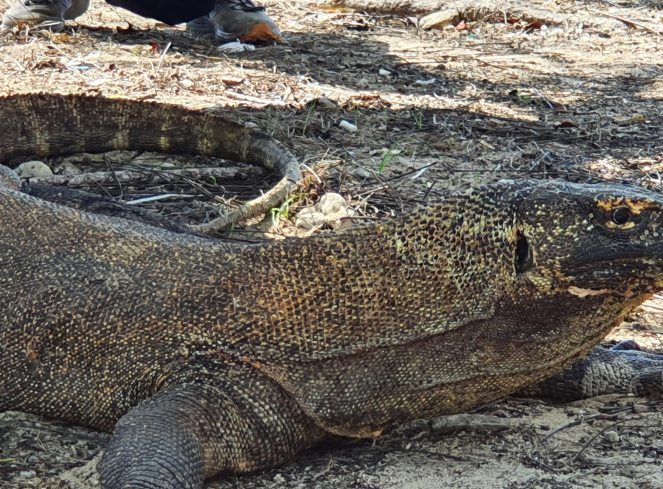 From Labuan Bajo: Komodo One Day Tour