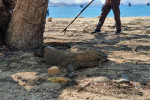 From Labuan Bajo: Komodo One Day Tour