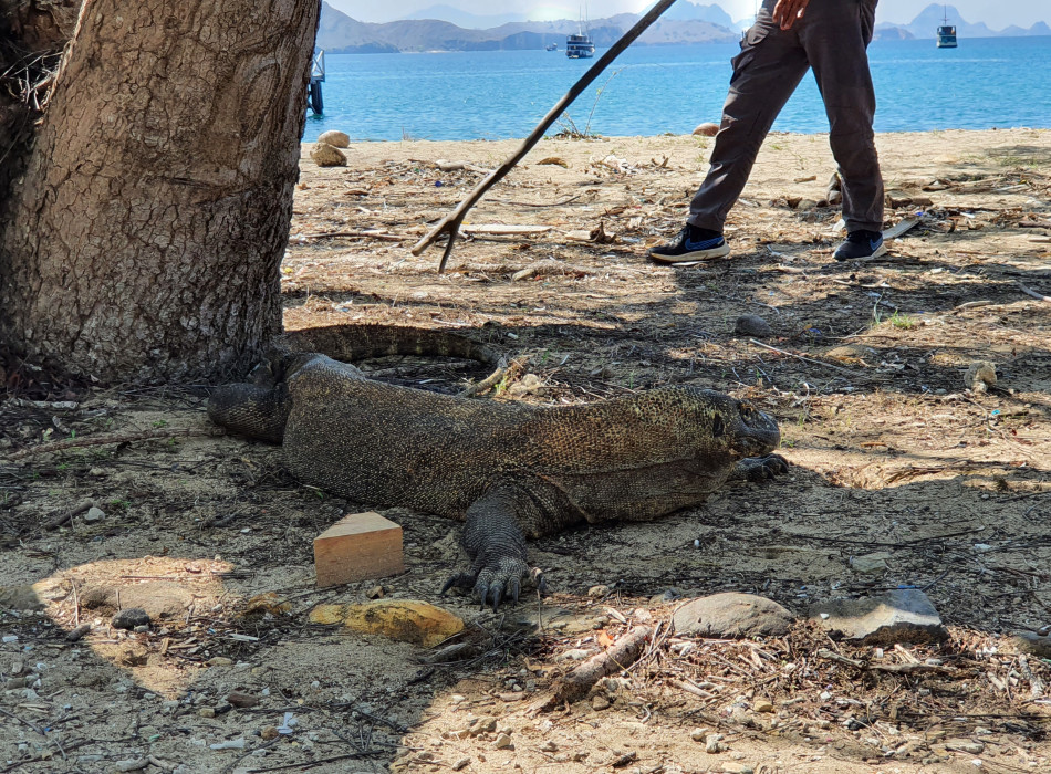 From Labuan Bajo: Komodo One Day Tour