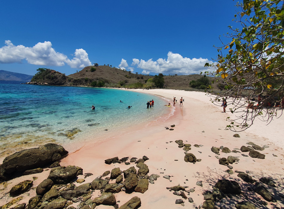 From Labuan Bajo: Komodo One Day Tour