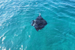 From Labuan Bajo: Komodo One Day Tour