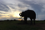 Way Kambas National Park 4 Days 3 Nights
