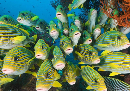 Sorong: Raja Ampat Diving 4D3N