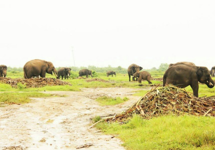 Lampung: Way Kambas National Park 4D3N