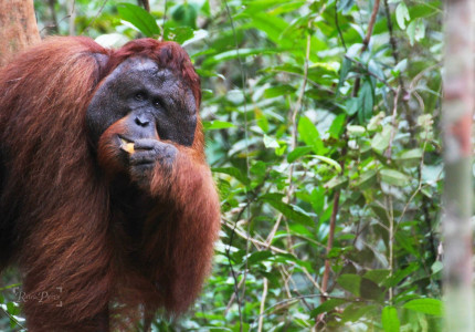 Open Trip Borneo: Orangutan Tanjung Puting 3D2N