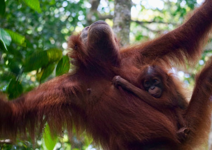 Medan: Bukit Lawang Orangutan Jungle Trekking